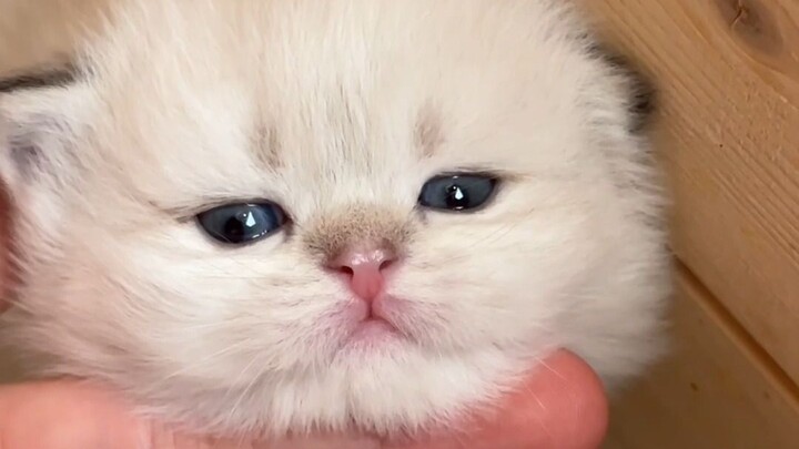 Have you ever seen a baby cat with a raspy, hoarse voice...?