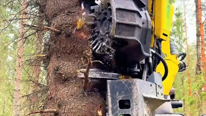 Pernahkah Anda melihat robot penebang kayu? Efisiensinya benar-benar sangat tinggi