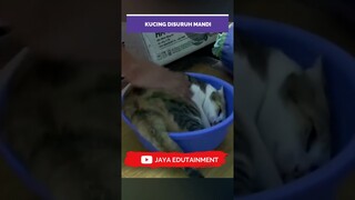 KUCING LUCU GAMAU DIAJAKMANDI #kucing #kucinglucu