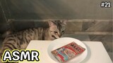ASMR CAT | ทูน่าหน้าปูอัด