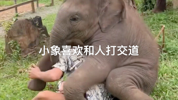 Selama gajah kecil tidak dirugikan, gajah besar pura-pura tak melihat 😂