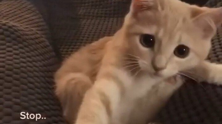 يا أخي، حاول أن توقف ذيله! 😾😾