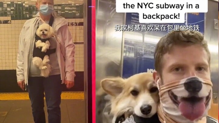 New York City subway rules state that pets must be carried in a bag to ride the subway, so...