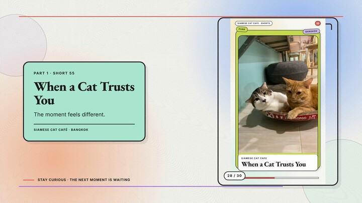 Siamese Cat Café #28 — When a Cat Trusts You + Families at the Cat Café
