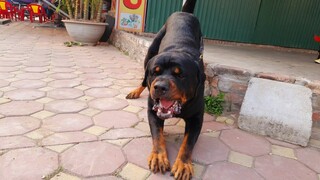 Tiếng chó sủa đòi|Khi chó Rottweiler hung dữ|Barking dog