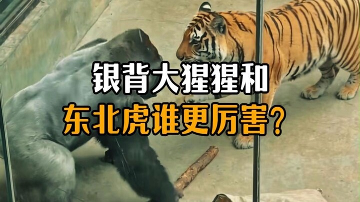Which is stronger: the silverback gorilla or the Siberian tiger?
