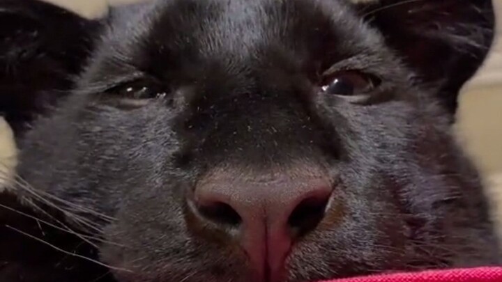 Come and see Black Panther is sleepy! Good night