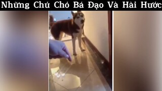 Chết cười với những chú chó bá đạo p2