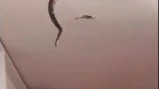 本以为抓个小蛇，没想到捅了老挝