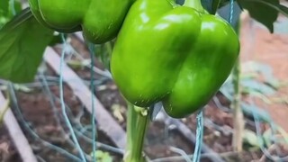 小事可以忍，大事要狠；對人可以忍，對白己要狠；沒實力就忍，有實力要狠。