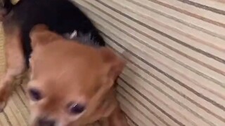 【第二弹】我家吉娃娃什么都咬，除了蔬菜...