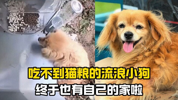 “A cute little dog meets a kind-hearted deity…”