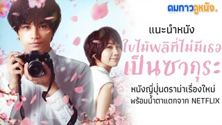 แนะนำหนัง Love Like the Falling Petals ใบไม้ผลิที่ไม่มีเธอเป็นซากุระ I หนังญี่ปุ่นชวนน้ำตาแตก