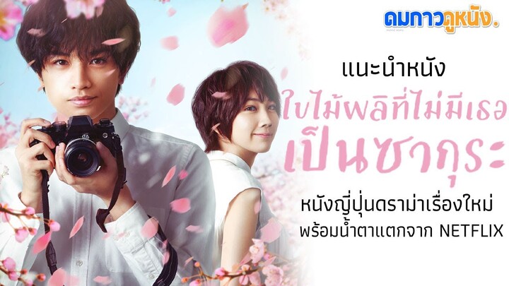 แนะนำหนัง Love Like the Falling Petals ใบไม้ผลิที่ไม่มีเธอเป็นซากุระ I หนังญี่ปุ่นชวนน้ำตาแตก