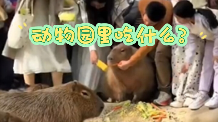 Thực đơn cho động vật: cá hồi, sầu riêng Musang King… Vườn thú: Cấm du khách đòi thức ăn cho động vậ