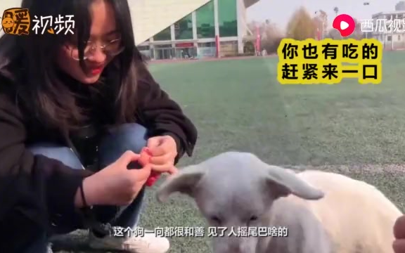 Dog takes first place in college students' physical fitness test 400-meter race: Tremble, humans!