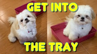 Teaching Cute Shih Tzu Puppy To Get Into The Tray