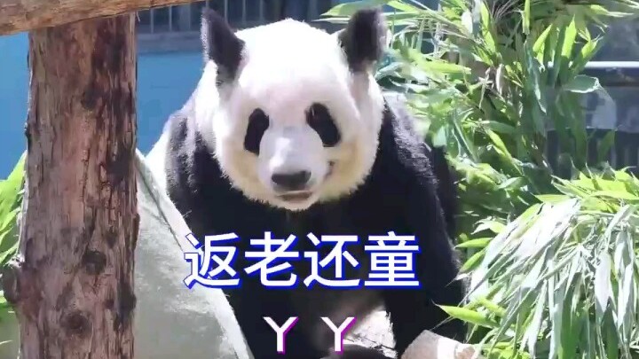 Under Daddy Li’s pampering, YaYa has undergone a stunning transformation, almost as if she’s been re