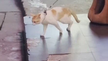 "The Cat King"