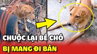 Cô gái MUA LẠI bé chó ĐÁNG THƯƠNG đang bị đem đi bán ❤️ | Yêu Lu