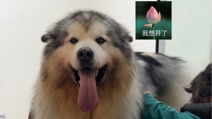 Tắm cho Alaska, đến khi làm ướt mới phát hiện ra nó chỉ béo giả.