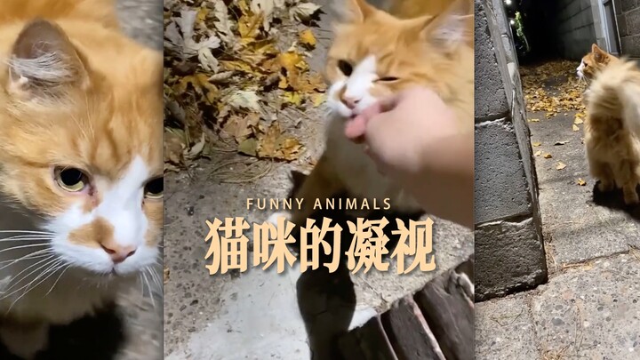 The abyss is staring back at you—you've already been recruited as a reserve member of the Cat People