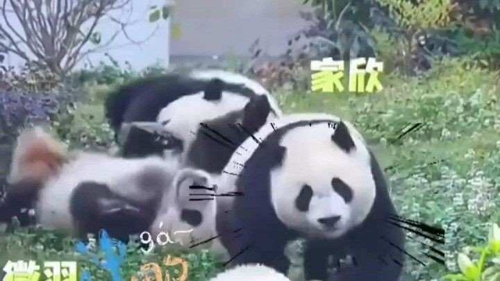 Jiaxin dan Panda Chuangfei. Lihat saja kepiawaian mereka memeluk kepala, sudah seperti pelaku lama.