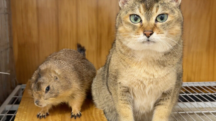 What? A groundhog disguised itself as Sister Mei and snuck into the cat group?