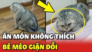 Chiếc mèo GIẬN DỖI vì món ăn khuya không đúng SỞ THÍCH 😂 | Yêu Lu