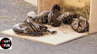 Câu chuyện cười phần 2 #justforfun