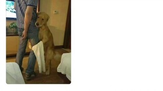 Pemain abstrak berbakat di antara hewan peliharaan