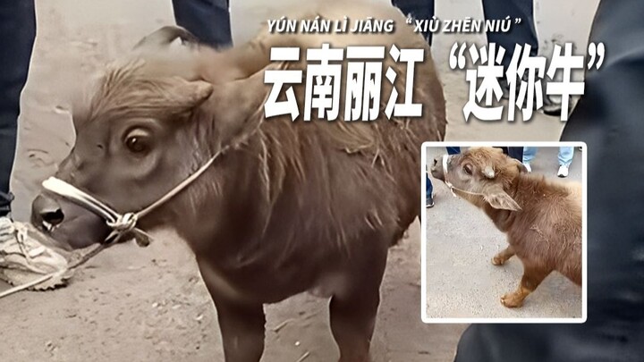 "البقرة المصغرة" في ليجيانغ بيوننان تكتسب شهرة واسعة، وزنها 70 كيلوغراماً فقط في عمر السنتين، وتباع 