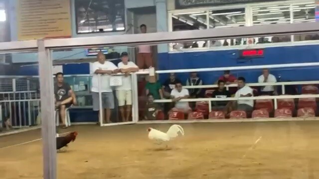 Dampalit cockpit arena/my warrior 2x winner whitee