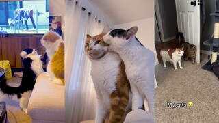 เมื่อคุณมีแมวสองตัว...