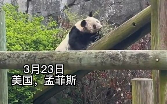 Recently, thanks to the meticulous care of Chinese experts, the American-born giant panda YaYa has i