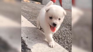 Khi những chú cún tấu hài , cười rụng rốn