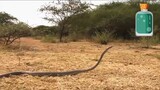 Amazing Snake Worldwide