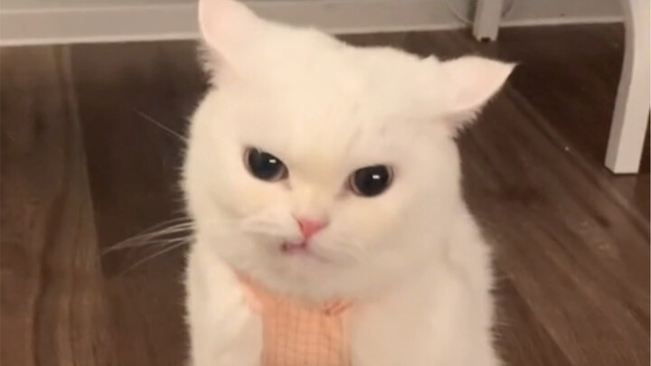 A Day in the Life of a Cool Cat