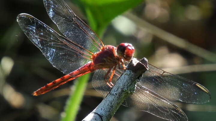 dragonfly so beautiful alias capung