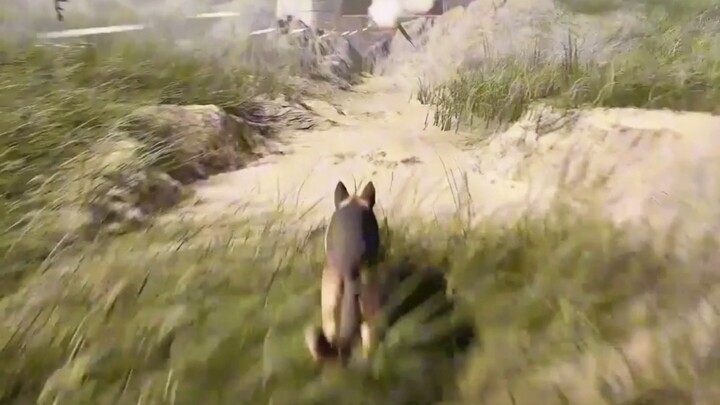 What happened to Hitler’s adopted German Shepherd in the end?