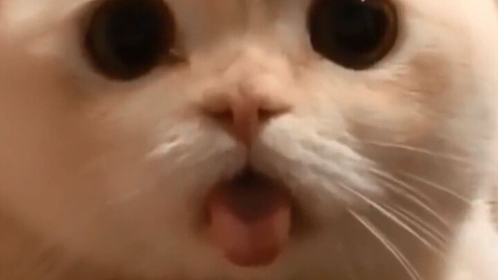 【Perilaku Menggemaskan Kucing】 Sedikit… sedikit-sedikit