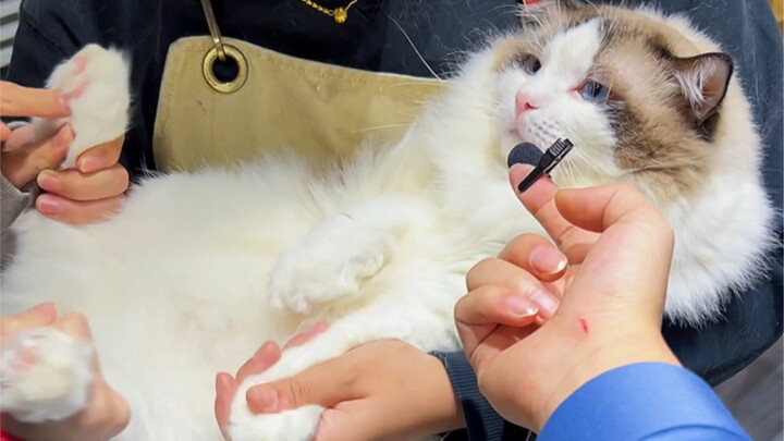 เสียงของแมวก็ช่างหลากหลายและแปลกประหลาดเหลือเกิน