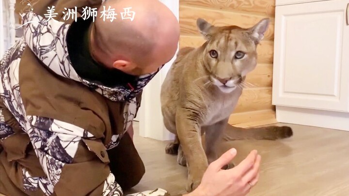 Mèo núi Mỹ sẽ phản ứng thế nào khi ngửi thấy mùi của các loài động vật khác?