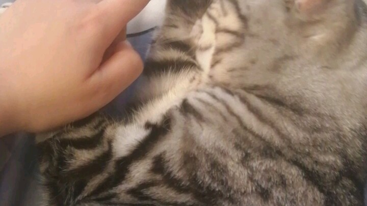 Mengacaukan bulu yang sedang dia jilat