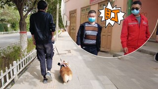 在新疆街头遛柯基，我们又被所有人围观了！