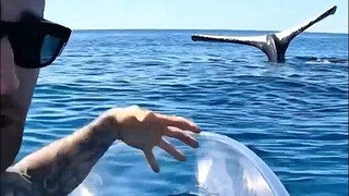 ذيل حوتٍ ساكن يظهر في البحر. ماذا يفعل؟