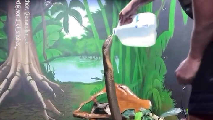 The king cobra drinks water