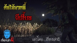 ต้นไม้พวกนี้ มันมีผีเฮี้ยน