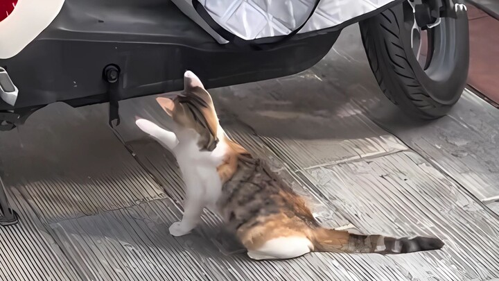 "Menjadi kucing berarti bahagia!"