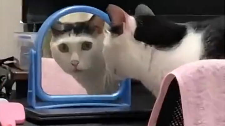 مياو: هل أنا حقًا قطة؟